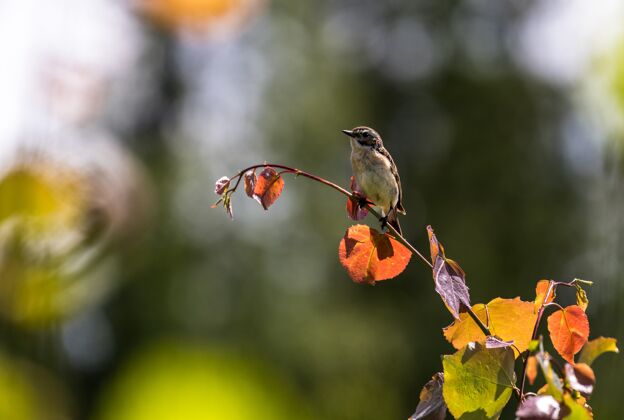 光阳光下树枝上一只美丽小鸟的特写镜头叶小明亮