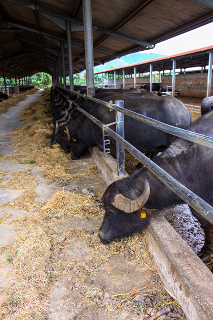 角在意大利南部培育用于生产牛奶的bufalecampane牛野生美味