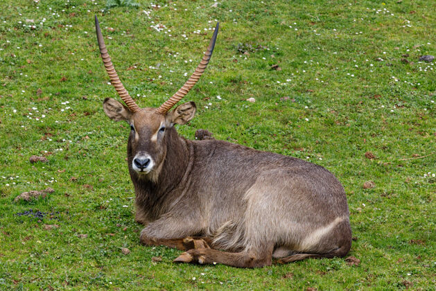 雄性躺在草地上的大羚羊动物学公牛普通