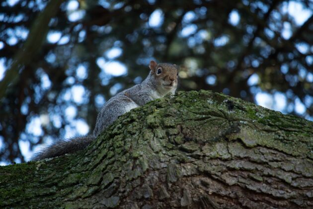 树干一只可爱的松鼠在长满苔藓的树干上的低角度特写镜头绒毛环境啮齿动物