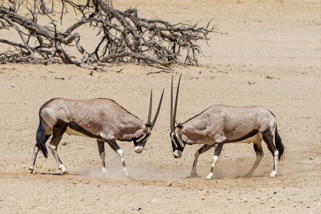 沙子在卡拉哈里沙漠与羚羊搏斗动物野生荒野