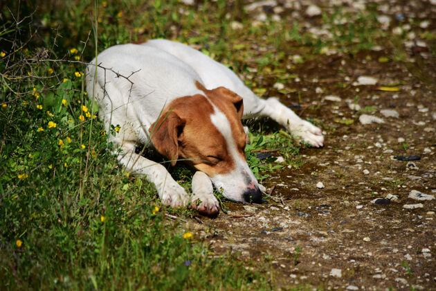 猫在马耳他乡下睡觉的野狗的特写镜头哺乳动物小狗品种