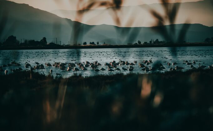 水美丽的火烈鸟风景在湖中与山脉山谷美丽湖泊