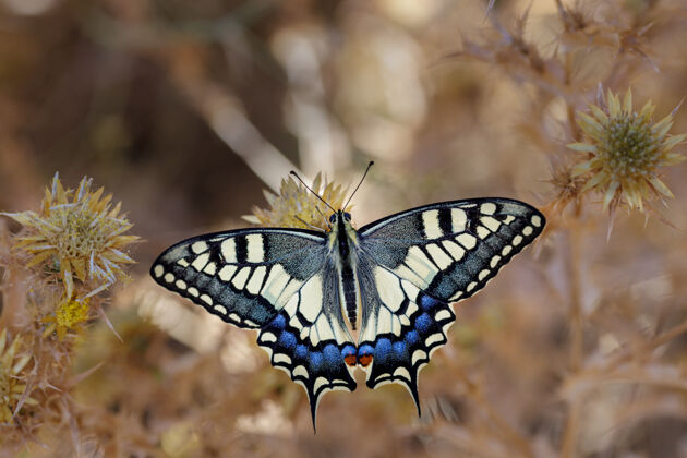 节肢动物Papiliomachaon 色彩鲜艳黄色苍蝇梦想