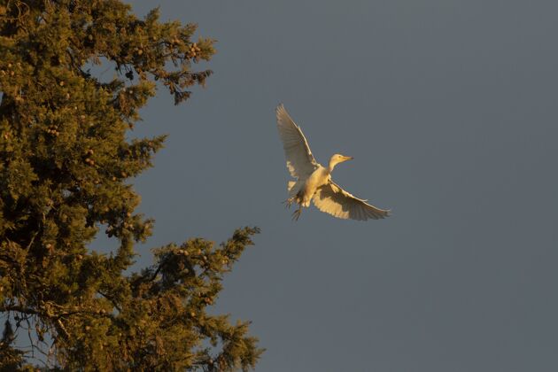 海滩日落时白鹭的低角度镜头翅膀喙动物