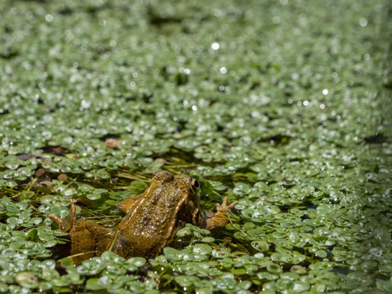 河流特写镜头从沼泽与漂浮的绿色水草沼泽环境动物
