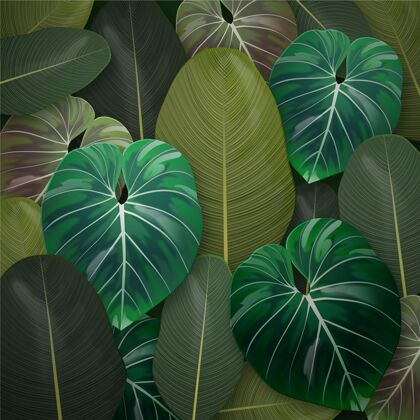 热带背景真实的热带树叶背景热带墙纸热带夏天背景