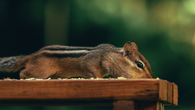 哺乳动物一只可爱的小松鼠在地里的木头表面吃坚果的特写镜头松鼠草乡村