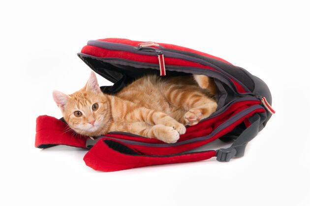 搞笑一只姜黄色的猫躺在一个红色的背包里 正对着白色的背景拍摄胡须猫背包