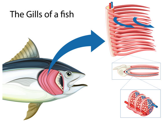 科学图显示了一条鱼的烤架水生环境生物
