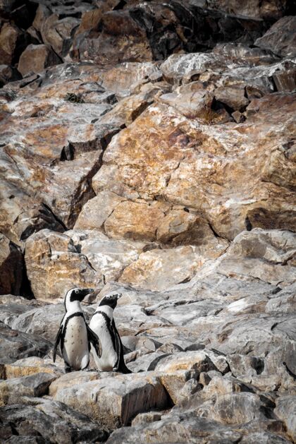 海洋南非多石地区的非洲企鹅动物非洲濒危