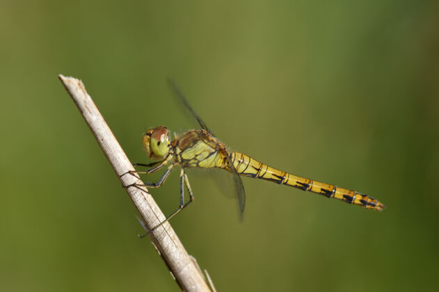 昆虫选择性聚焦特写镜头绿色蜻蜓栖息在树枝上野生动物单一花园