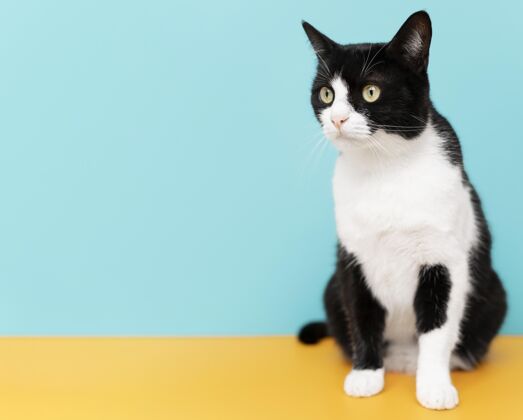 姿势可爱的黑白猫咪 身后有一面单色的墙复制空间皮毛家养