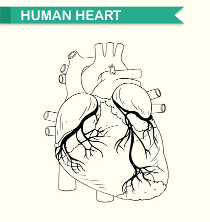 生物学人体心脏解剖教育剪辑血液