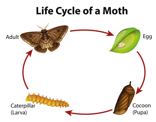 科学显示蛾子生命周期的图表小生活生物