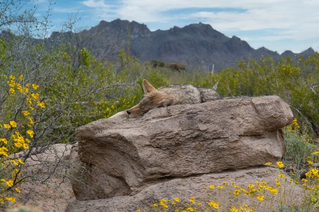 野生狐狸睡在灌木丛和高落基山脉环绕的岩层上大自然猎人哺乳动物