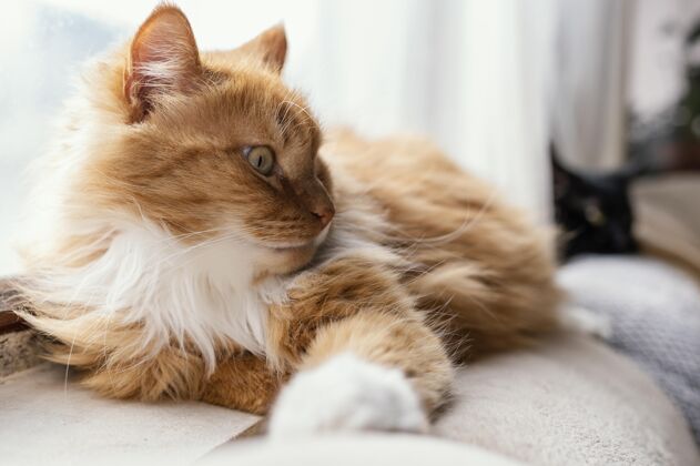责任可爱的猫躺在沙发上室内猫在家里