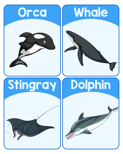 海洋海洋哺乳动物教育英语单词卡活着娱乐字母