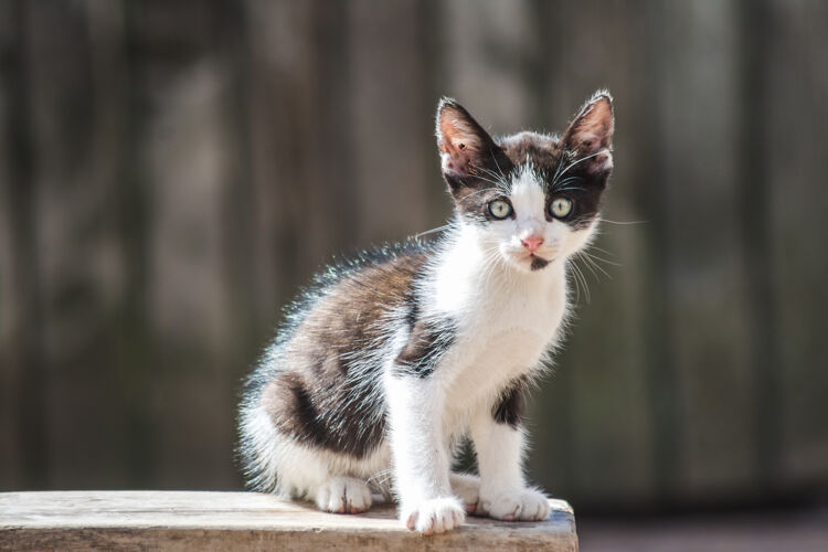 哺乳动物一只可爱的小猫的特写镜头家养动物小猫