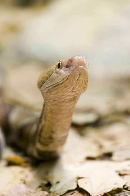 保护木头响尾蛇的选择性聚焦镜头暴力环境蛇