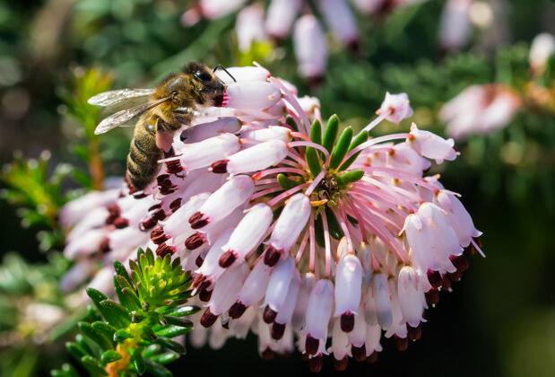 昆虫一只蜜蜂从地中海石南花中采集花粉的选择性聚焦镜头明亮花粉花园