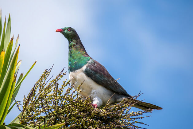 动物成年新西兰鸽子栖息在卷心菜树上蓝天异国情调栖息