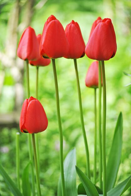 细节垂直特写镜头美丽的红色郁金香在模糊的背景花瓣季节天