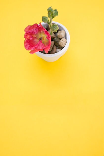 垂直一个粉红色康乃馨花在一个小花盆垂直拍摄 放在一个黄色的表面芽小文字