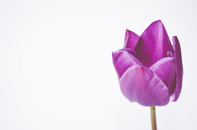 茎一个粉红色郁金香花的特写隔离在白色背景与空间为您的文字自然开花花瓣