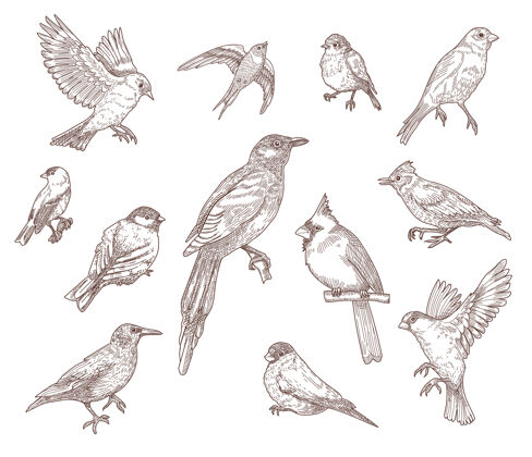 鸟类一套鸟种雕刻草图插图单色东方野生动物