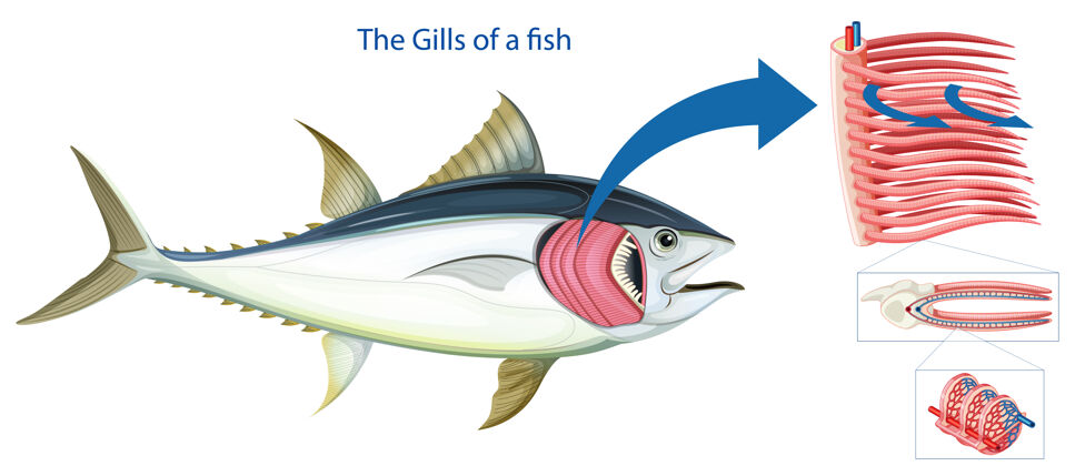 艺术家图显示了一条鱼的烤架环境解剖学病理学