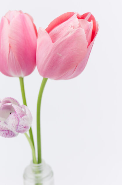 垂直白色背景上美丽的粉红色郁金香的垂直特写镜头花园叶花瓣