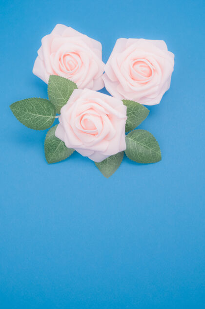 花粉红色玫瑰的垂直特写镜头 在蓝色背景上与复制空间隔离自然花朵垂直