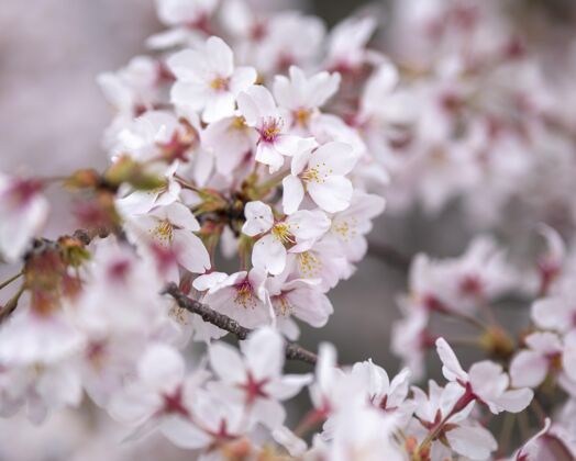 花美丽的桃树在日本盛开植物学美丽春天
