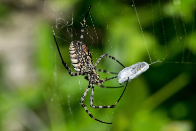 丝绸绑在网上的银蜘蛛（argiopetrifascata）正要吃掉它的猎物 一顿苍蝇餐危险网站狩猎