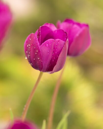 开花紫色的郁金香花在田野里光郁金香环境