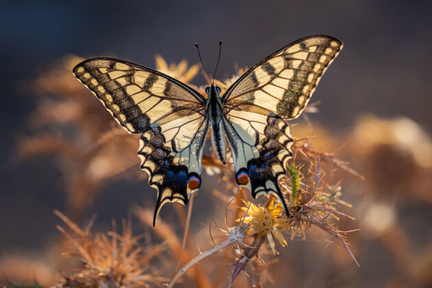 雄伟Papiliomachaonx节肢动物翅膀花园