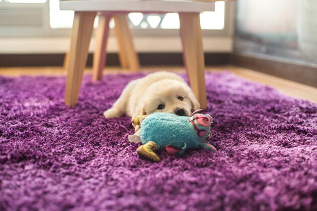 外面特写镜头一只可爱的小金毛猎犬小狗躺在紫色地毯上 手里拿着一个蓝色玩具小狗信仰友谊