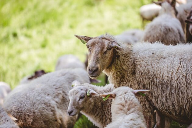 农田在一个阳光明媚的日子里 一群羊在草地上吃草草原动物围栏