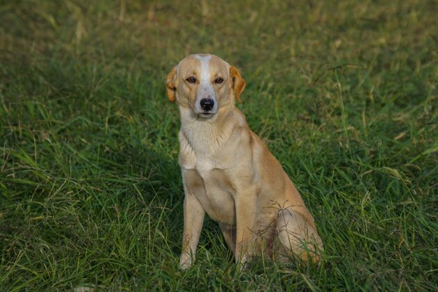 拉布拉多一只金色拉布拉多犬坐在草地上的特写镜头动物散步小狗
