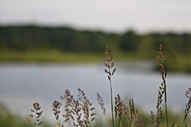 湖泊在模糊的背景下 一片田野里的甜草和河流的特写镜头自然木白霜