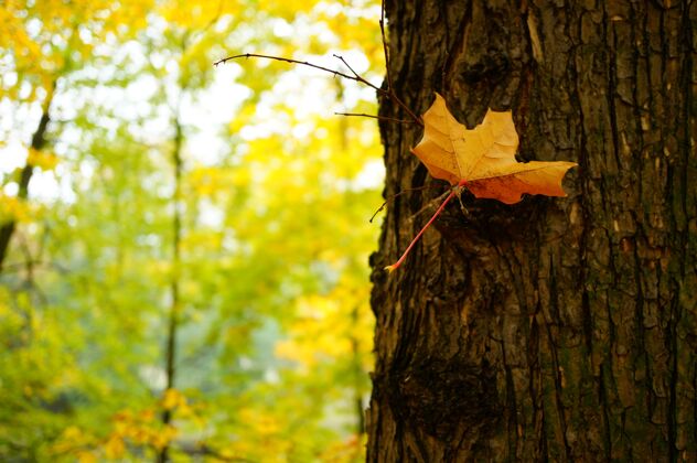 干特写镜头中一片枯黄的叶子在树上被其他人包围秋天树叶树