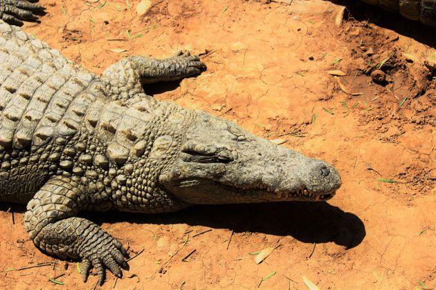 危险白天阳光下 尼罗河鳄鱼在地上爬行的高角度镜头爬行动物自然猎人