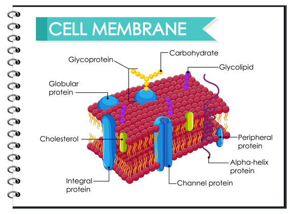 生物学人体细胞膜结构示意图症状人蛋白质