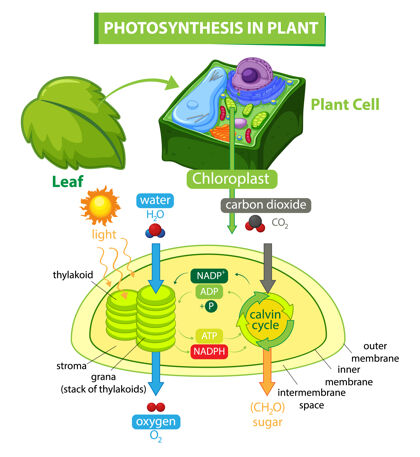 生长植物光合作用过程图解自然生物生态
