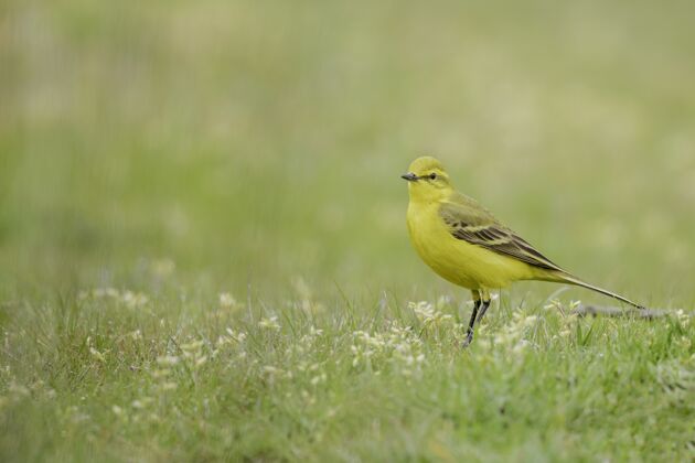 自然绿色田野上黄色家养金丝雀的特写镜头草地金丝雀农业