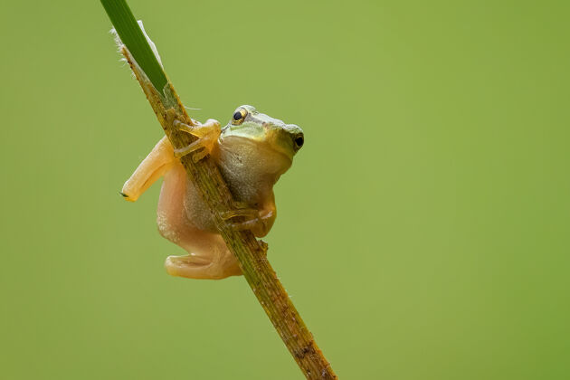 动物一个小欧洲树蛙的特写镜头在阳光下的树枝上 背景模糊焦点野生背景