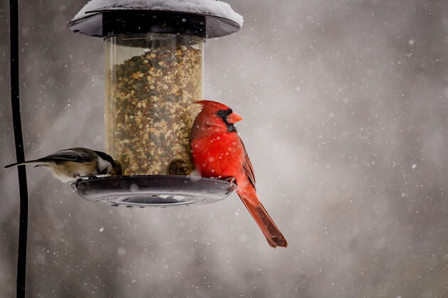 红鸟一只可爱的北方红雀在冬天的美丽照片动物群脖子冬天的鸟