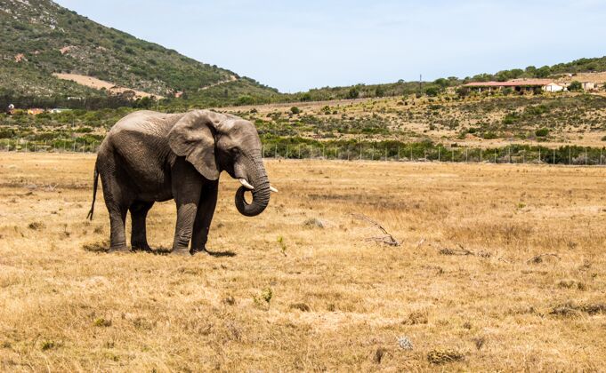 狩猎一头大象站在稀树草原和一些山上的水平镜头稀树草原荒野哺乳动物