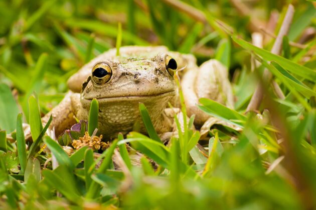 生态系统一只灰色青蛙被草包围的特写镜头湖泊森林树叶